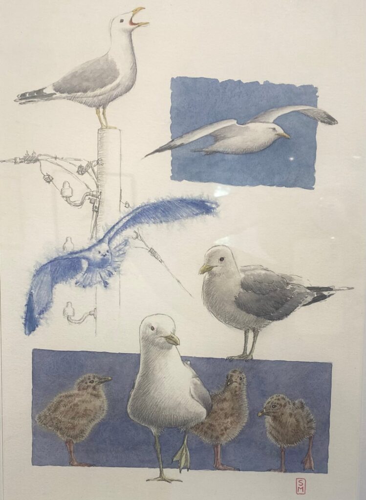 Akvarel & tuch – Måger – Steen Malmberg